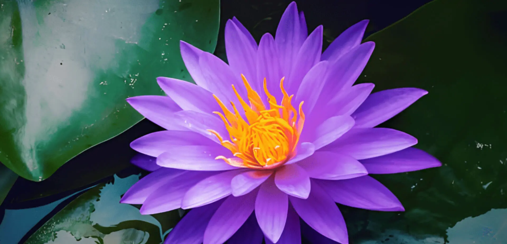 A purple water lily with yellow center in pond.
